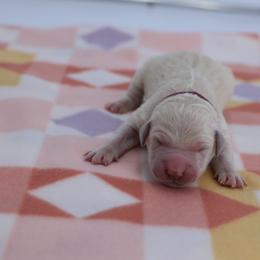 Maroon Female - Light golden female Golden Retriever puppy in Lakewood, California from Cloud Nine Kennel