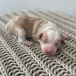 Bernedoodle Puppies from Boutique Bernedoodles & Co.
