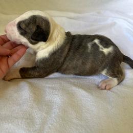 Boy 1 - Brindle and white male Bull Terrier puppy in Trussville, Alabama from Alabama Bull Terriers