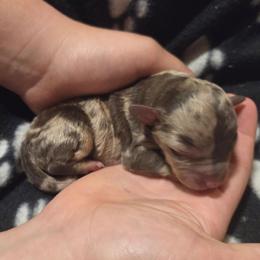 Obi Wan - Brown merle male Aussiedoodle puppy in Cumberland, Rhode Island from W Doodle Crew