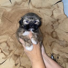 Shih Tzu Puppies from It’s a Shih Tzu world