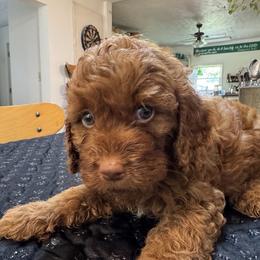 Fred - Red male Cockapoo puppy in Sheridan, Missouri from Shepherdsfold’s Cockapoos