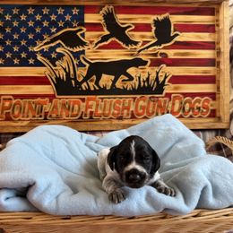Boy 1 - Black and white German Wirehaired Pointer puppy in Potosi, Wisconsin from Point and Flush Gun Dogs