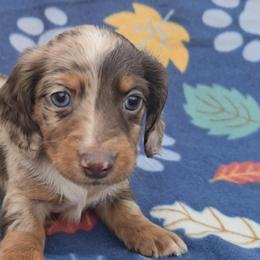 Frost - Dapple male Dachshund puppy in Maynardville, Tennessee from Grecian Kennel