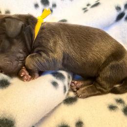 Yellow Collar Female - Cream female Dachshund puppy in Madison, Indiana from Jensen Dobermans and Dachshunds
