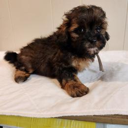 Luna - Red female Companion Cross puppy in Richmond, Missouri from Natalie's Happy Fur Paw's
