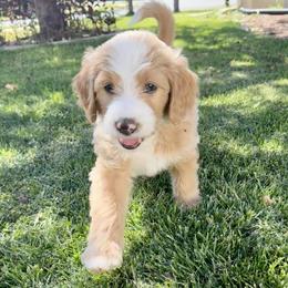 Zero - Red male Bernedoodle puppy in Springville, Utah from Oodles of Bernedoodles