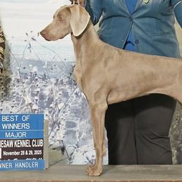 Weimaraners from Colfaidar Weimaraners