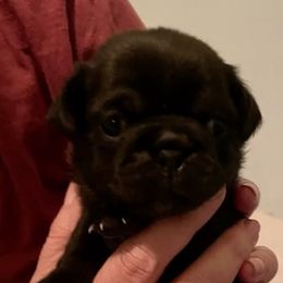 Pugs from RD Pugs