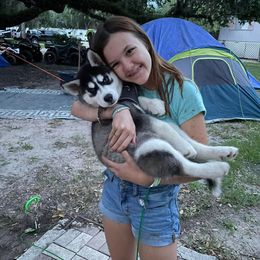 Siberian Husky Puppies from Milly's Showline Pets