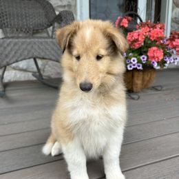 Elli - Sable and white female Collie puppy in Bad Axe, Michigan from Collie Campo