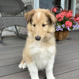 Elli - Sable and white female Collie puppy in Bad Axe, Michigan from Collie Campo