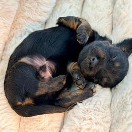 Rory - Brindle male Dachshund puppy in Red Bluff, California from Down The Hill Potterdale