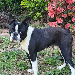 Huck - Boston Terrier