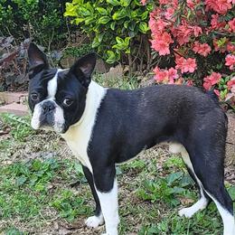 Huck - Boston Terrier