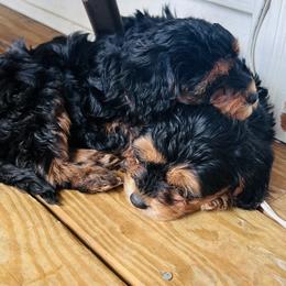 Poodle, Yorkipoo, and Yorkshire Terrier Puppies from Sonshine Yorkies
