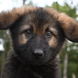 Valkor- Red Collar Male - Sable male German Shepherd puppy in Hawthorne, Florida from Lace's High Flying German Shepherds And Golden Retrievers