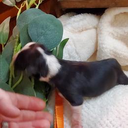 Miniature Australian Shepherd Puppies from Barnyard Mini Aussies
