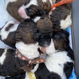 Poodle Puppies from Encantos Standard Poodles PR