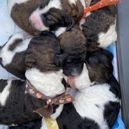 Poodle Puppies from Encantos Standard Poodles PR