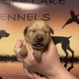 1st Pick Female - Labrador Retriever puppy in Moses Lake, Washington from Kreger Lake Kennels