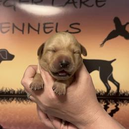 1st Pick Female - Labrador Retriever puppy in Moses Lake, Washington from Kreger Lake Kennels