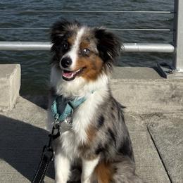 Australian Shepherds, Miniature American Shepherds, and Miniature Australian Shepherds from Spirited Aussies