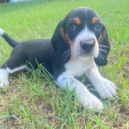Boy 1 Blue - Black and white male Beagle puppy in Crestview, Florida from Alicia's Beagles