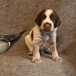 Dk. Blue - Brown and gray male Wirehaired Pointing Griffon puppy in Afton, Wisconsin from Daehler's Wirehaired Pointing Griffons