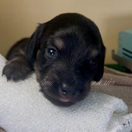 Atlas - Cream male Dachshund puppy in Jena, Louisiana from Amy’s Mini Doxies