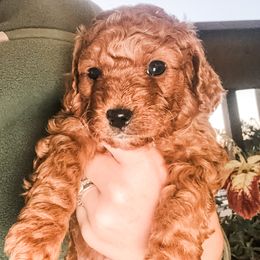 Arendelle - Apricot female Goldendoodle puppy in Valley Center, California from AweStrunk Farms