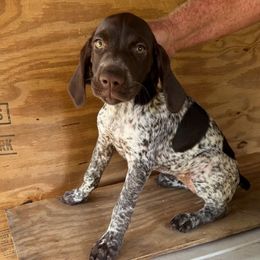 Female 1 - Liver roan female German Shorthaired Pointer puppy in Kathleen, Florida from Alex Yates GSP's