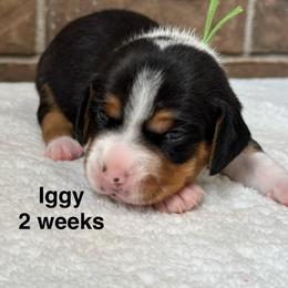 Iggy - Black white and tan male Beagle puppy in Rogersville, Missouri from Hales Little Beagle Haven