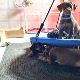 Doberman Pinscher Puppies from Jensen Dobermans