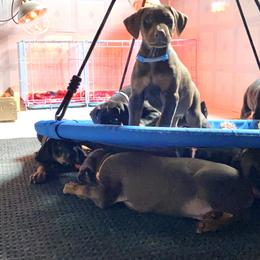Doberman Pinscher Puppies from Jensen Dobermans