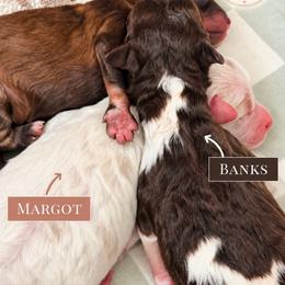 Margot - Red and white female Shihpoo puppy in Chelsea, Alabama from Doodle Lane - Toy Doodles Alabama