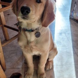 Golden Retriever Puppies from Akoya Kennels