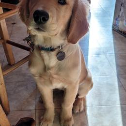 Golden Retriever Puppies from Akoya Kennels