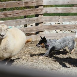 Australian Cattle Dog Puppies from Stockman Australian Cattle Dogs