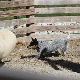 Australian Cattle Dog Puppies from Stockman Australian Cattle Dogs
