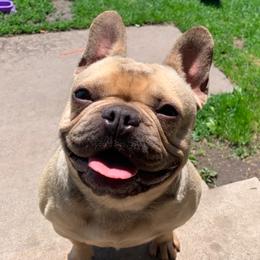 Pig - French Bulldog