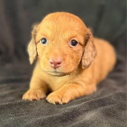 Amos - Red male Dachshund puppy in Hope, Arkansas from JK Kennel