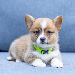 Everest - Red male Pembroke Welsh Corgi puppy in Narvon, Pennsylvania from Corgi Companions