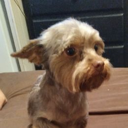 Yorkshire Terriers from Dean's Yorkies