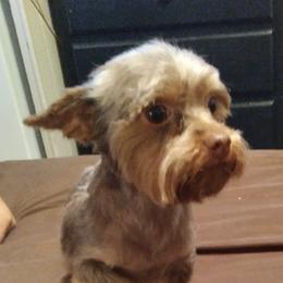 Yorkshire Terriers from Dean's Yorkies