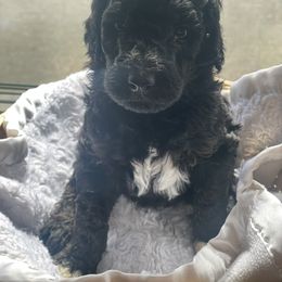 Aussiedoodle Puppies from Danie’s Doggie Den
