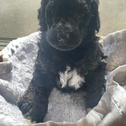 Aussiedoodle Puppies from Danie’s Doggie Den