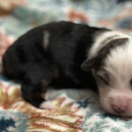 Demi - Blue merle female Toy Australian Shepherd puppy in Milton Freewater, Oregon from Sparkling Cross Toy & Mini Aussies