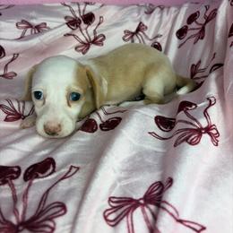 Layla - Cream female Dachshund puppy in Lake City, Florida from My Ditzy Doxies of Florida