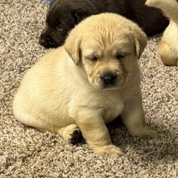 Summer - Yellow female Labrador Retriever puppy in Catawba, North Carolina from Raising Hope Labradors
